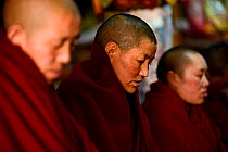 Nuns praying at ceremony in Ani Sangkhung Nunnery, in old centre of Lhasa.  Lhasa, Tibet, China.