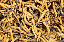 Yartsagumbu (Cordyceps sinensis) or Caterpillar fungus in English, known as Himalayan gold, sold dried with its parasitised caterpillar of Ghost moth (Hepialus humuli), which has high monetary value i...