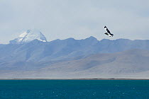 Brown-headed gull (Larus brunnicephalus) in flight over lake, with Mount Kailash, sacred mountain for Tibetans, in background.  Manasarovar Lake (at 4,560m), Tibet, China.