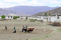 Family tilling soil of field with help of domestic yaks (Bos grunniens).  Tsang province, Tibet, China.