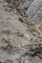 Herd of Blue sheep (Pseudois nayaur) grazing on slope.  Tibetan Plateau, China.