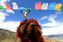 Large Tibetan mastiff (Canis lupus familiaris), with hairpieces on head to resemble lion, combed for tourists to take pictures.  Gangba la Pass (at 4,284m), Tibet, China.