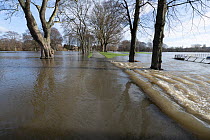Rising floodwater from the River Wye surrounding Common lime (Tilia x europaea) trees and covering King George V Playing fields, Herefordshire, England, UK. 15th January 2023.