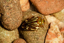Diving beetle (Laccophilus minutus) resting on pebbles underwater, Bodenham Lake Nature Reserve, Herefordshire, England, UK. September. Controlled conditions using microscopy.