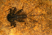 Flat-headed mayfly (Ecdyonurus sp.) nymph, resting underwater, Humber Brook, Herefordshire Plateau, England, UK. October. Controlled conditions using microscopy.