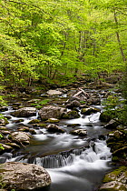 Middle Prong of the Little River flowing through woodland, Great Smoky Mountains National Park, Tennessee, USA. April, 2022.