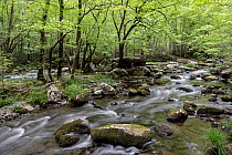 Middle Prong of the Little River flowing through woodland, Great Smoky Mountains National Park, Tennessee, USA. April, 2022.