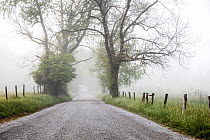 Cades Cove Sparks Lane in fog, Great Smoky Mountains National Park, Tennessee, USA. May, 2022.