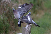 Two Wood pigeons (Columba palumbus), one perched on wooden bench, the other taking flight, Norwich, UK. July.