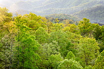 Rolling hills of hardwood trees viewed from the Foothills Parkway, Great Smoky Mountains National Park, Tennessee, USA. April, 2022.