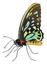 Illustration of a male Queen Alexandra's birdwing butterfly (Ornithoptera alexandrae). Endangered.