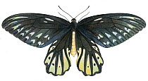 Illustration of a female Queen Alexandra's birdwing butterfly (Ornithoptera alexandrae). Endangered.