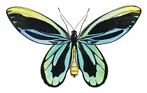 Illustration of a male Queen Alexandra's birdwing butterfly (Ornithoptera alexandrae). Endangered.