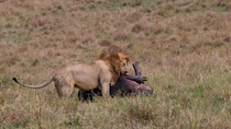 Lion (Panthera leo) male feeding on leg and neck of dying young  Hippopotamus (Hippopotamus amphibius), Maasai Mara, Kenya.