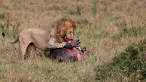 Lion (Panthera leo) male feeding on underbelly of dying young Hippopotamus (Hippopotamus amphibius), Maasai Mara, Kenya.