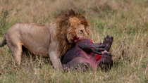 Lion (Panthera leo) male feeding on the stomach of dying young Hippopotamus (Hippopotamus amphibius) in the Maasai Mara, Kenya.