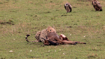 Cheetah (Acinonyx jubatus) Blue wildebeest (Connochaetes taurinus) kill as vultures wait behind, Serengeti, Tanzania.