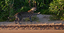 Tracking shot of Jaguar (Panthera onca) walking on riverbank whilst swiping at flies with paws, biting at them and swishing its tail, Pantanal, Brazil.