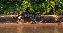Tracking shot of Jaguar (Panthera onca) walking on flat river bank, passing through vegetation, Pantanal, Brazil.