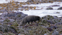 Tracking shot of Arctic fox (Vulpes lagopus) male walking along rocky beach with Green sea urchin (Strongylocentrotus droebachiensis) in mouth, Hornstrandir Nature Reserve, Iceland. February.
