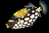 Clown triggerfish (Balistoides conspicillum) portrait, Pure Aquariums. Captive, occurs in Indo-Pacific.