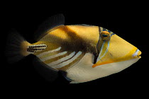 Lagoon triggerfish (Rhinecanthus aculeatus) portrait, Pure Aquariums. Captive, occurs in Indo-Pacific.