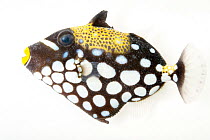 Clown triggerfish (Balistoides conspicillum) portrait, Pure Aquariums. Captive, occurs in Indo-Pacific.