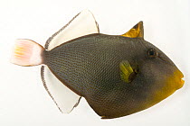 Pinktail triggerfish (Melichthys vidua) portrait, Pure Aquariums. Captive, occurs in Indo-Pacific.