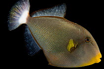 Pinktail triggerfish (Melichthys vidua) portrait, Pure Aquariums. Captive, occurs in Indo-Pacific.