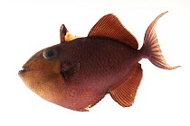 Redtoothed triggerfish (Odonus niger) portrait, Pure Aquariums. Captive, occurs in Indo-Pacific.