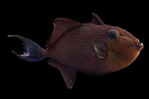 Redtoothed triggerfish (Odonus niger) portrait, Pure Aquariums. Captive, occurs in Indo-Pacific.