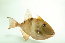 Grey triggerfish (Balistes capriscus) portrait, Gulf Specimen Marine Lab and Aquarium. Captive, occurs in Atlantic Ocean.