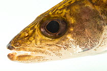 Southern walleye (Sander vitreus) head portrait, Alabama Aquatic Biodiversity Center, USA. Captive.