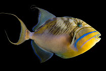 Queen triggerfish (Balistes vetula) portrait, Omaha's Henry Doorly Zoo and Aquarium. Captive, occurs in Atlantic Ocean.