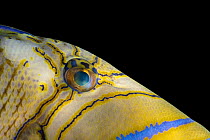 Queen triggerfish (Balistes vetula) eye detail, Omaha's Henry Doorly Zoo and Aquarium. Captive, occurs in Atlantic Ocean.