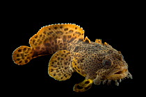 Leopard toadfish (Opsanus pardus) portrait, Gulf Specimen Marine Lab and Aquarium. Captive, occurs in Western Atlantic Ocean.