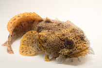 Leopard toadfish (Opsanus pardus) portrait, Gulf Specimen Marine Lab and Aquarium. Captive, occurs in Western Atlantic Ocean.