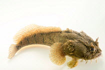 Gulf toadfish (Opsanus beta) portrait, Gulf Specimen Marine Lab and Aquarium. Captive, occurs in Gulf of Mexico.
