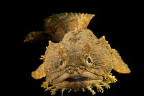 Gulf toadfish (Opsanus beta) portrait, Gulf Specimen Marine Lab and Aquarium. Captive, occurs in Gulf of Mexico.
