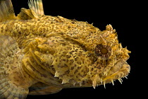 Oyster toadfish (Opsanus tau) head portrait, Virginia Aquarium and Marine Science Center. Captive, occurs in Northeastern Atlantic Ocean.