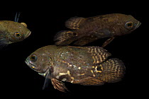 Three Oscar fish (Astronotus ocellatus) portrait, USGS Gainesville. Captive, occurs in South America.