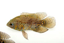Oscar fish (Astronotus ocellatus) portrait, USGS Gainesville. Captive, occurs in South America.