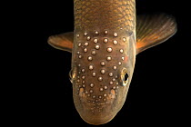 Hornyhead chub (Nocomis biguttatus) head portrait, Minnesota Department of Natural Resources Center for Aquatic Mollusk Programs, USA. Captive.