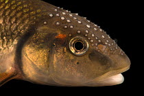 Hornyhead chub (Nocomis biguttatus) head portrait, Minnesota Department of Natural Resources Center for Aquatic Mollusk Programs, USA. Captive.