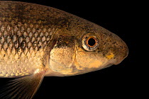 Western creek chubsucker (Erimyzon claviformis) head portrait, Conservation Fisheries, Tennessee, USA. Captive.