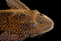 Leopard plecostomus (Pterygoplichthys gibbiceps) head portrait, private collection. Captive, occurs in South America.