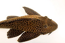 Leopard plecostomus (Pterygoplichthys gibbiceps) portrait, private collection. Captive, occurs in South America.