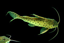 Two unidentified Synodontis catfish (Synodontis sp.) portrait, Fluviario, Portugal. Captive, occurs in Africa.