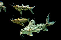 Group of unidentified Synodontis catfish (Synodontis sp.) portrait, Fluviario, Portugal. Captive, occurs in Africa.