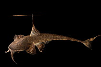 Spoon head catfish (Planiloricaria cryptodon) portrait, Dallas World Aquarium. Captive, occurs in South America.